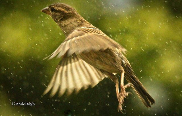 Photo Credit: http://www.flickr.com/photos/choula/4760373451/in/photostream/